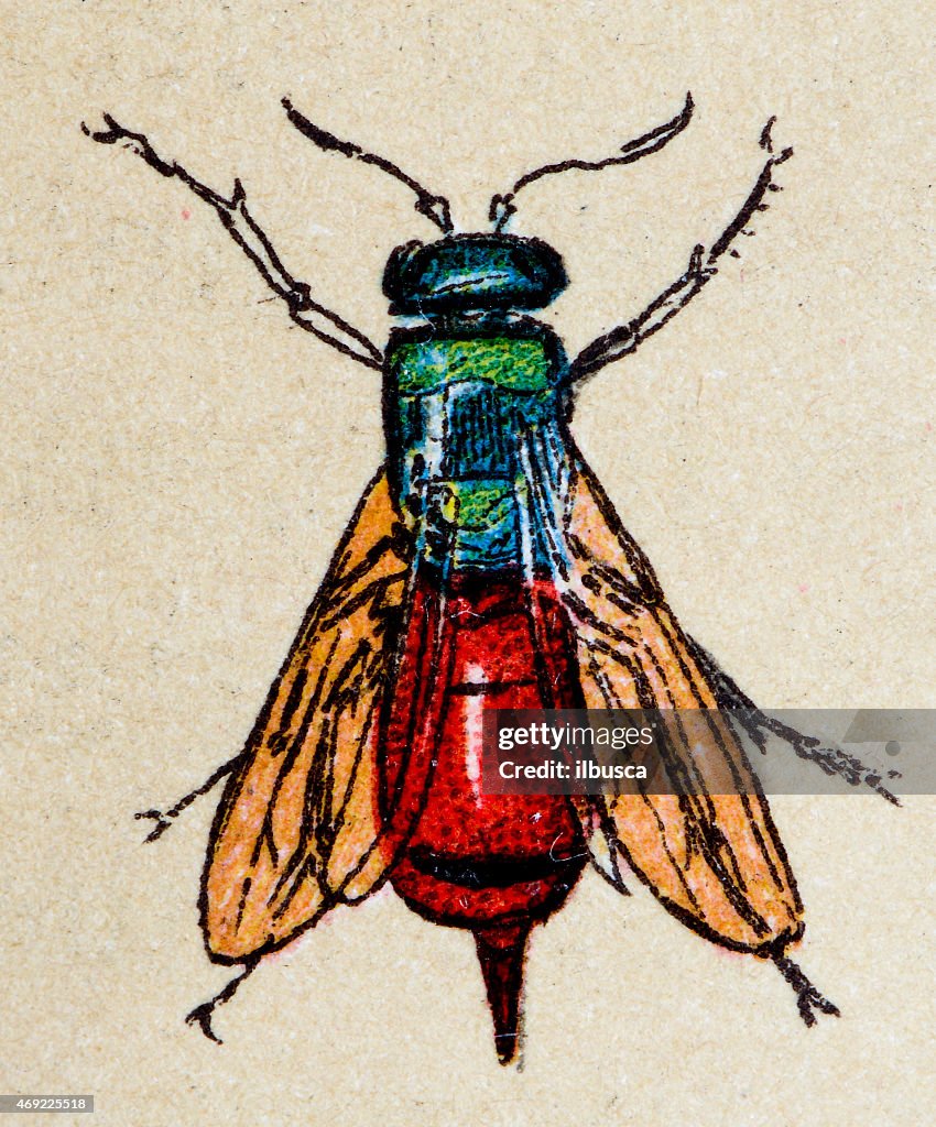 Ruby-tailed wasp (Chrysis ignita), insect animals antique illustration