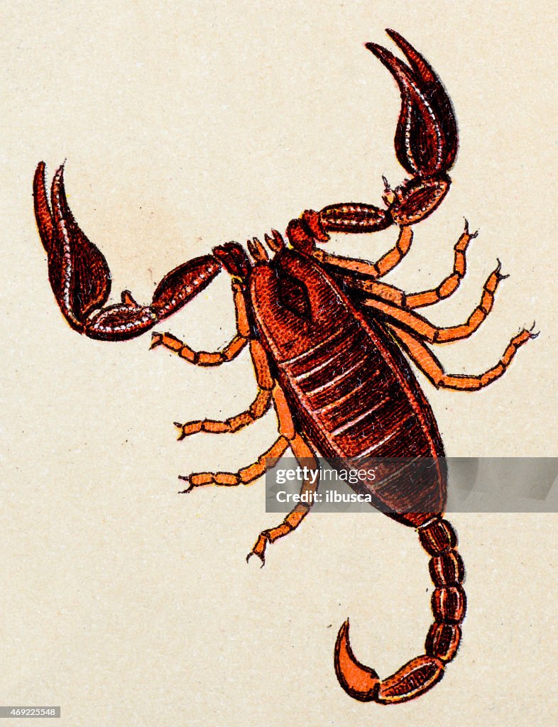 Escorpión Europea, insecto animales antigüedades de ilustración