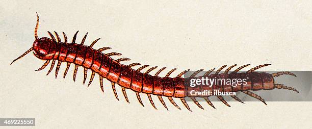 stockillustraties, clipart, cartoons en iconen met tanzanian blue-ringleg, red-headed centipede (scolopendra morsitans), insect animals antique illustration - centipede