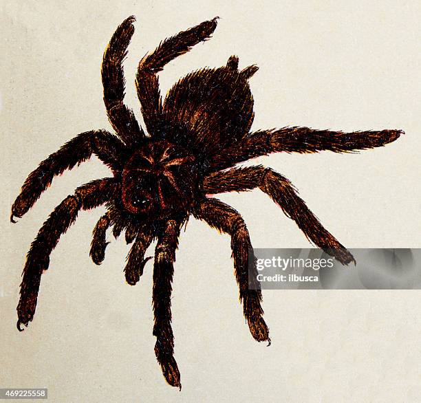 hispaniolan giant tarantula (phormictopus cancerides), insect animals antique illustration - tarantula stock illustrations