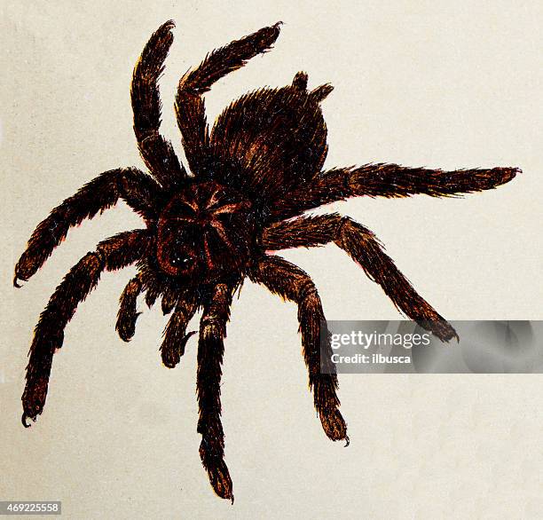 hispaniolan giant tarantula (phormictopus cancerides), insect animals antique illustration - spider 幅插畫檔、美工圖案、卡通及圖標