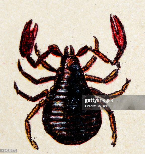 pseudoscorpion (chelifer cancroides), insect animals antique illustration - pseudoscorpion stock illustrations