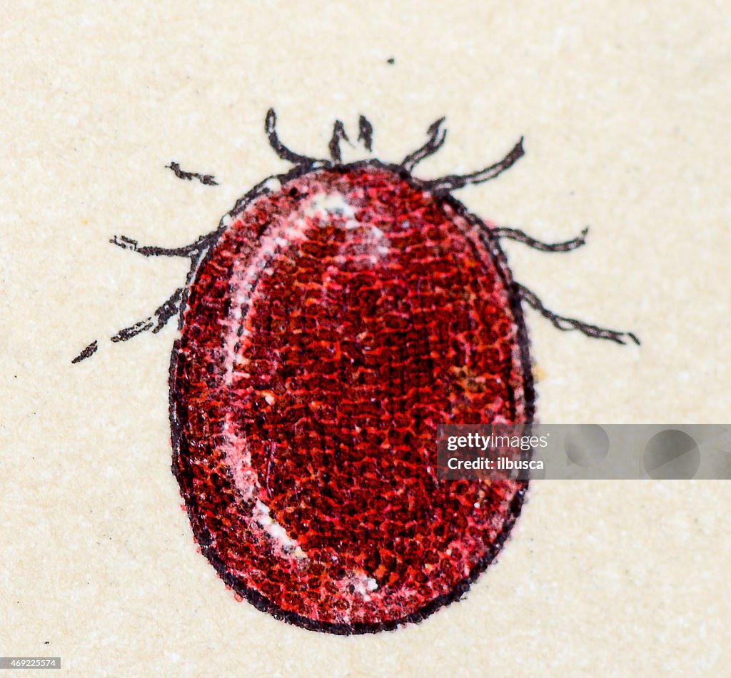 Castor bean tick (Ixodes ricinus), insect animals antique illustration