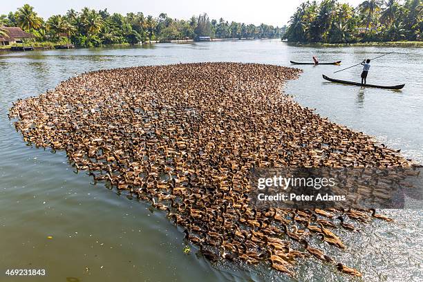ducks being herded along the waterway near kerala - canal interior imagens e fotografias de stock