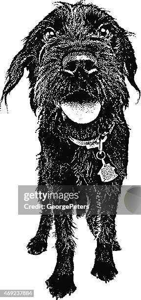 dog. labradoodle with funny expression - black labradoodle stock illustrations