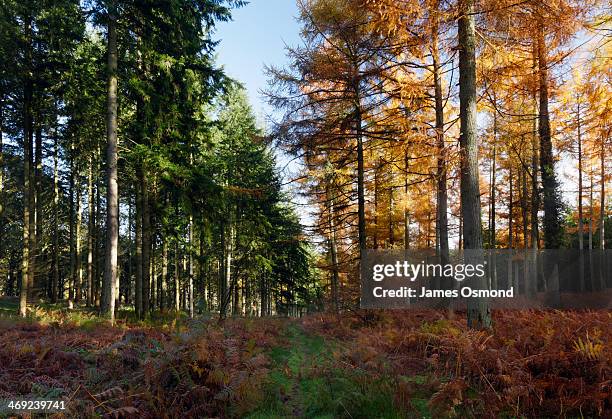 spruce and larch trees in autumn. - larch tree fotografías e imágenes de stock