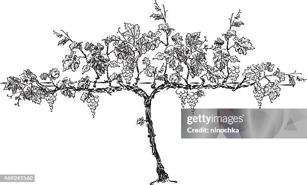 traube tree - rankenpflanze stock-grafiken, -clipart, -cartoons und -symbole