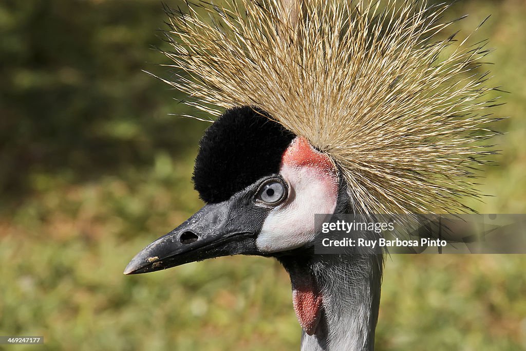 Grey Crowned Crane