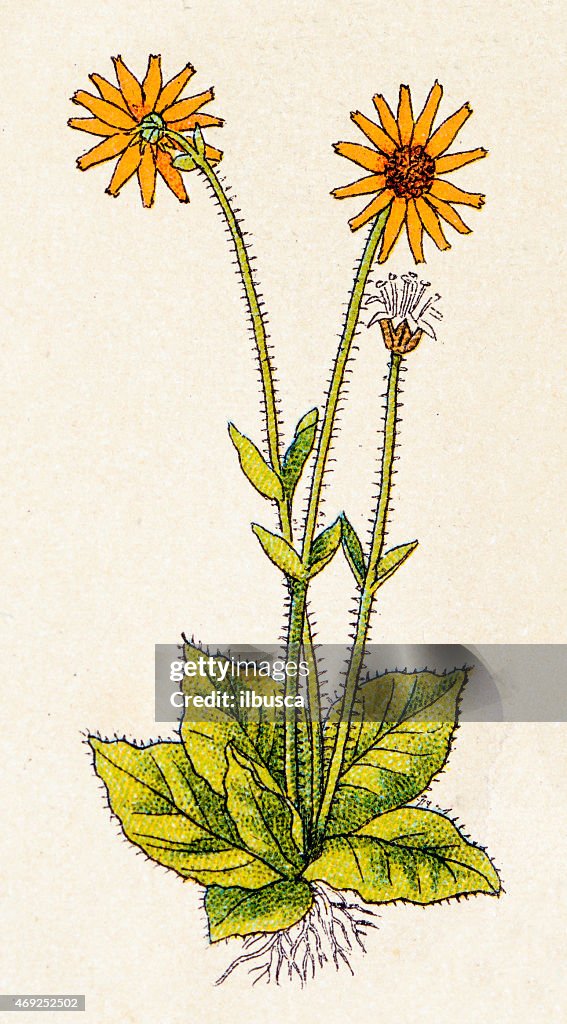 Arnica montana (leopard's bane), plants antique illustration