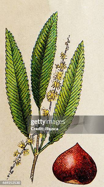 illustrations, cliparts, dessins animés et icônes de châtaigne, plantes antiquités illustration - châtaigne