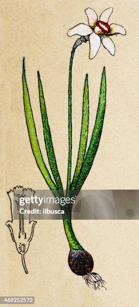 ilustrações, clipart, desenhos animados e ícones de papyraceus poeticus (poeta de narciso, nargis), plantas antigas ilustração - paperwhite narcissus