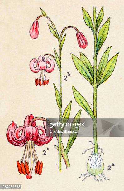 lilium martagon (martagon lily), ancient plants illustration - lilium martagon stock illustrations