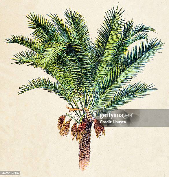 phoenix dactylifera (datum oder datum palm), pflanzen antiken illustrationen - date palm tree stock-grafiken, -clipart, -cartoons und -symbole