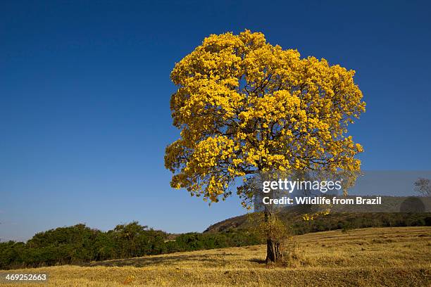 golden trumpet tree (ipê amarelo) - amarelo stock pictures, royalty-free photos & images