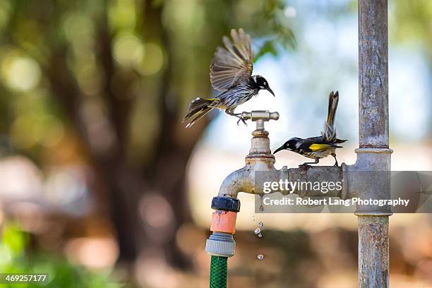 new holland honeyeaters during summer heatwave - australia bird stockfoto's en -beelden