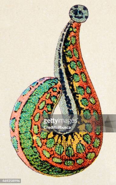 hirudo medicinalis leech, animals antique illustration - leeches stock illustrations