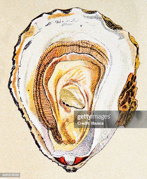 Ilustraciones, imágenes clip art, dibujos animados e iconos de stock de Ostion - Getty Images Ilustraciones, imágenes clip art, dibujos animados e iconos de stock de Ostion - Getty Images