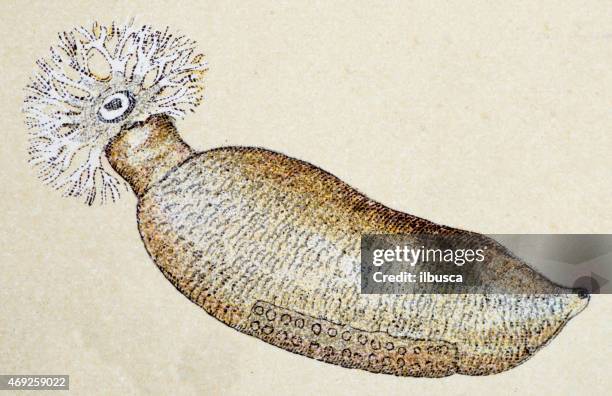 holothuria sea cucumber, animals antique illustration - holothuria stock illustrations