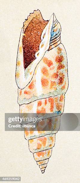 28 Mitra Mitra Shell Stock Photos, High-Res Pictures, and Images ...