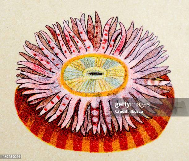 actinia rubra sea fan, animals antique illustration - sea anemones and corals stock illustrations