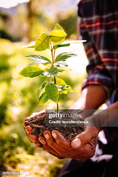 hands carrying a sapling and fresh new earth - small tree stock pictures, royalty-free photos & images