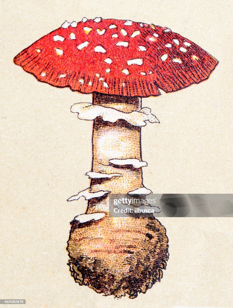 Mushrooms and fungi: Amanita muscaria (fly agaric or fly amanita)