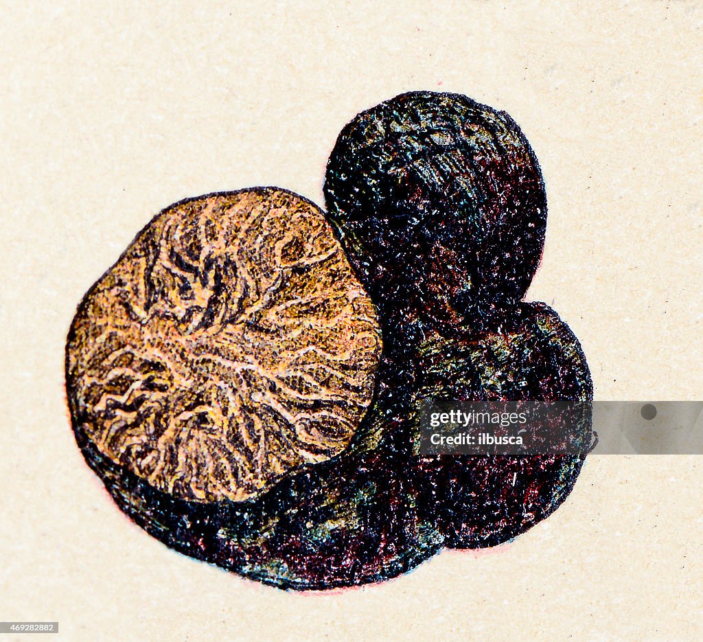 Mushrooms and fungi: Black Truffle