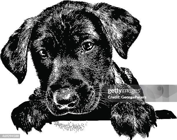 bildbanksillustrationer, clip art samt tecknat material och ikoner med dog. puppy, labrador - bortskämda djur