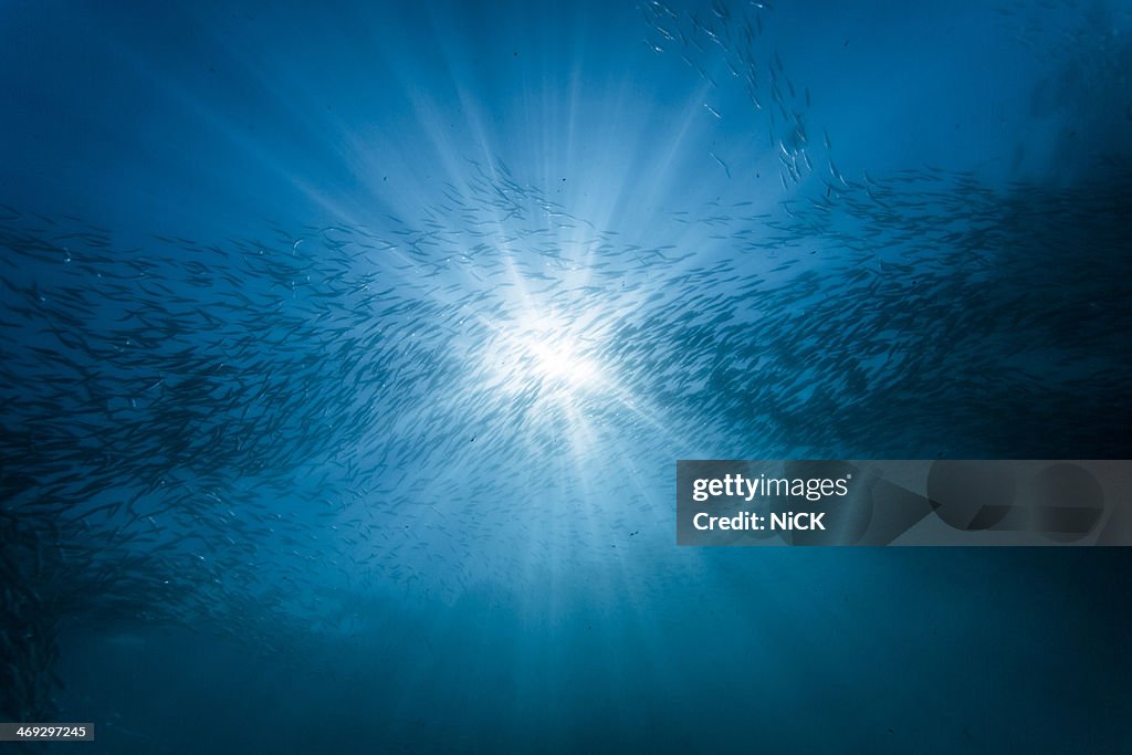 Group of sardine with sunshine