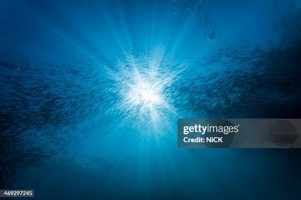 group of sardine with sunshine - school of fish fotografías e imágenes de stock