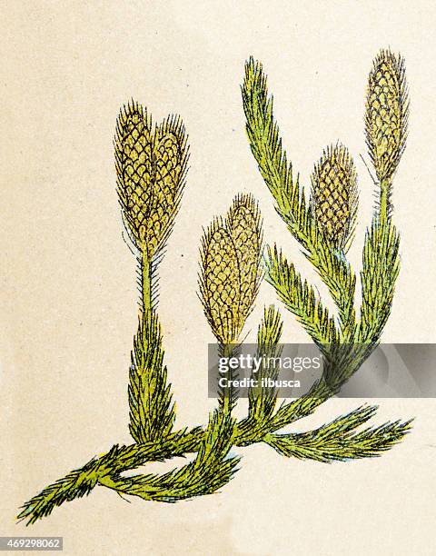 lycopodium clavatum (wolf's-foot clubmoss, stag's-horn clubmoss), plants antique illustration - lycopodiaceae stock illustrations