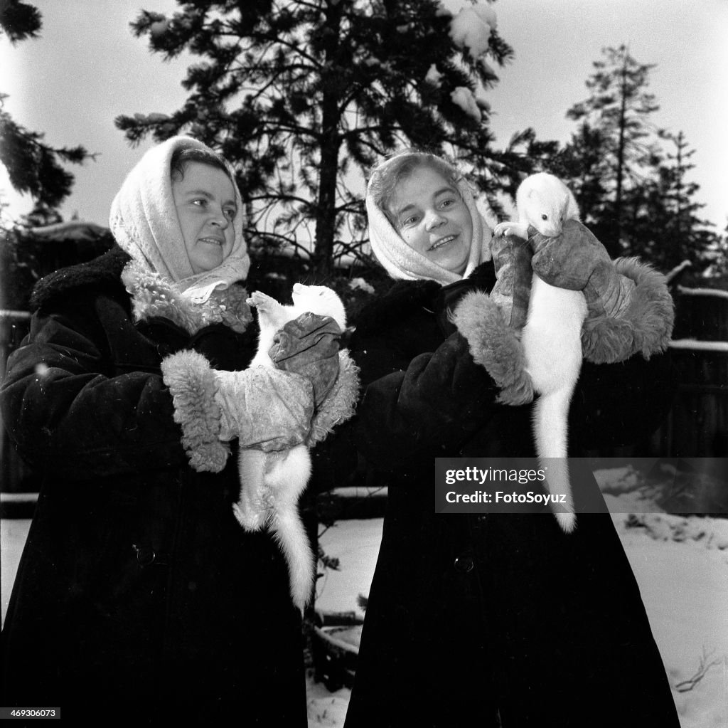 A fur farm in the village of Pokrovskoe, Yakutia, 1949.