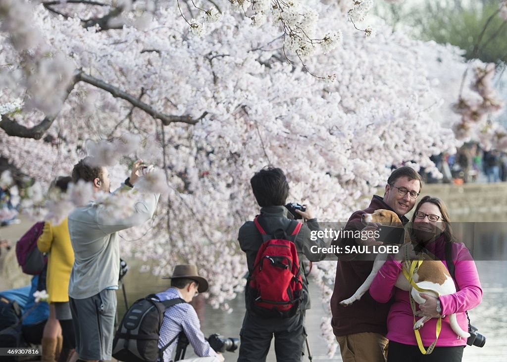 US-WEATHER-CHERRY BLOSSOMS