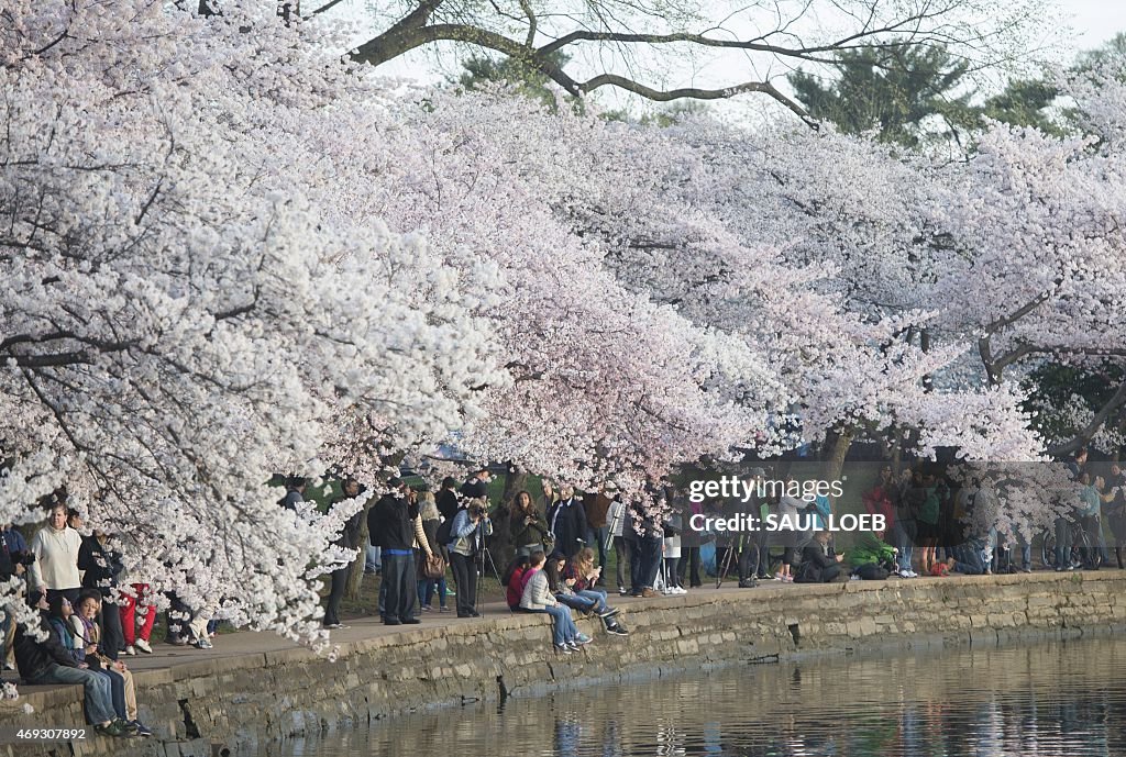 US-WEATHER-CHERRY BLOSSOMS