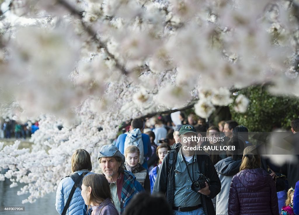 US-WEATHER-CHERRY BLOSSOMS