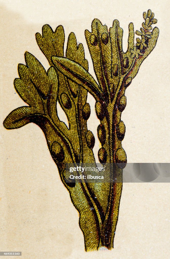 Fucus vesiculosus algae, plants antique illustration