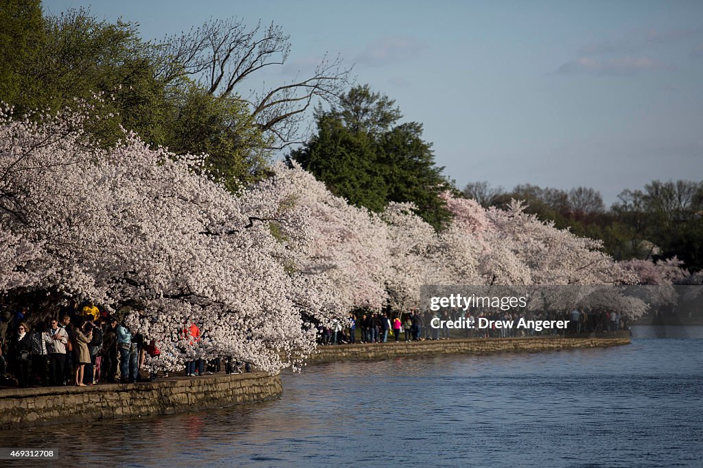 Washington D.C.'s Cherry Blossoms Bloom