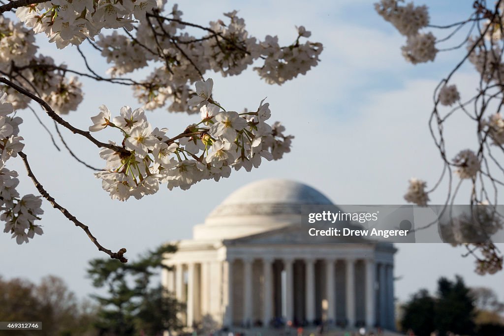 Washington D.C.'s Cherry Blossoms Bloom