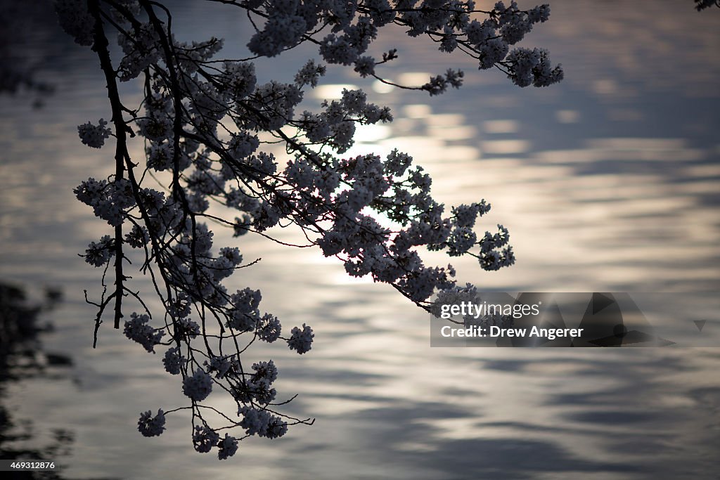 Washington D.C.'s Cherry Blossoms Bloom