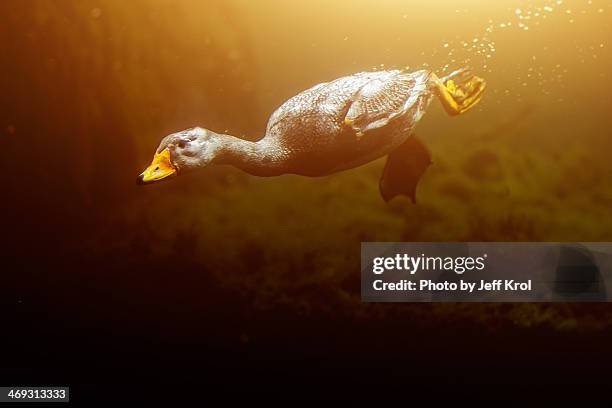 the diving goose - emmen netherlands stock pictures, royalty-free photos & images