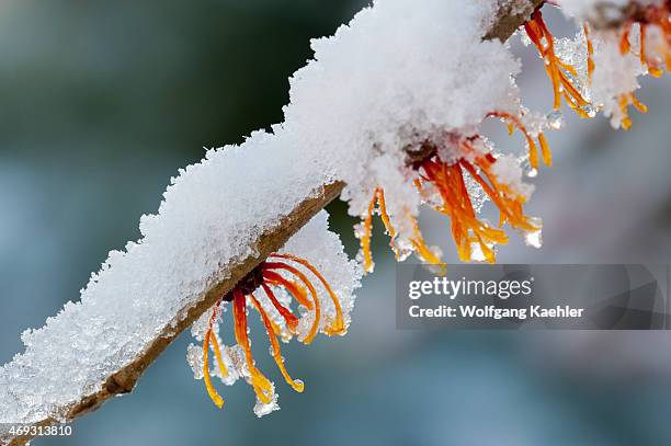 Flowering Witch hazel bush is covered with snow in January in a Bellevue, Washington State, USA garden.