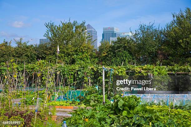 Allotments in London suburbs with skyscrapers in the background.