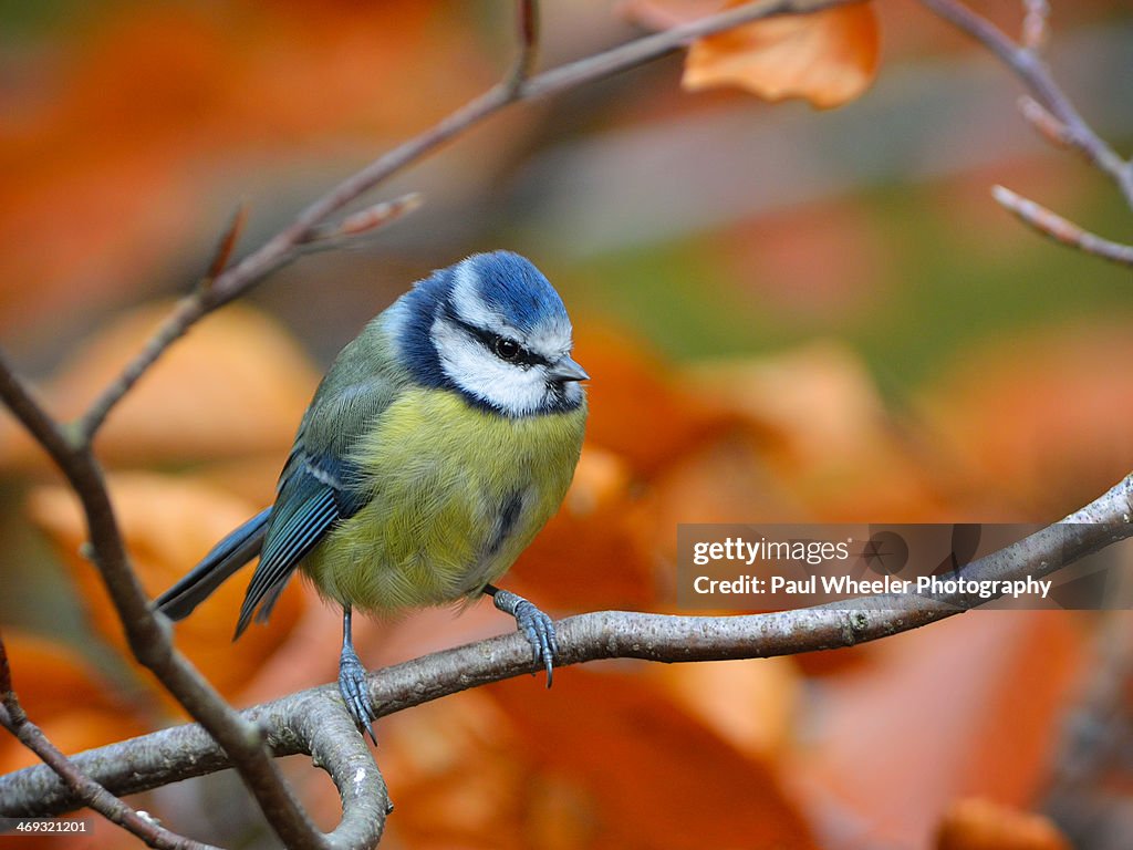 Blue Tit perched on a Beech branch