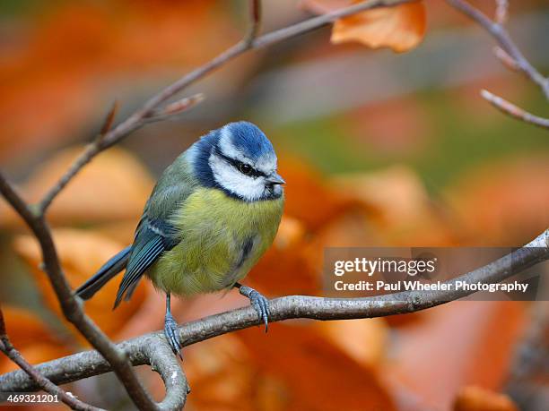 blue tit perched on a beech branch - bluetit stock pictures, royalty-free photos & images