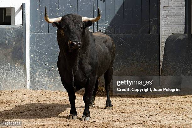 bull in madrid - bull stock pictures, royalty-free photos & images