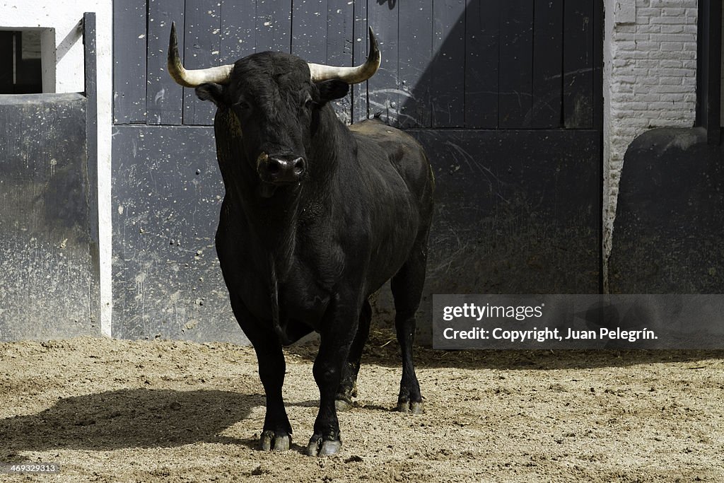 Bull in Madrid