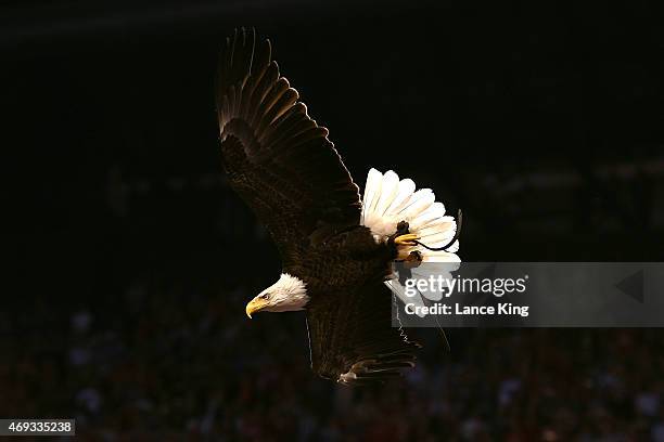 Challenger the bald eagle flies before the start of the game between the Wisconsin Badgers and the Duke Blue Devils during the NCAA Men's Final Four...