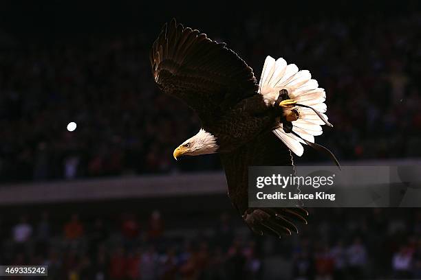 Challenger the bald eagle flies before the start of the game between the Wisconsin Badgers and the Duke Blue Devils during the NCAA Men's Final Four...