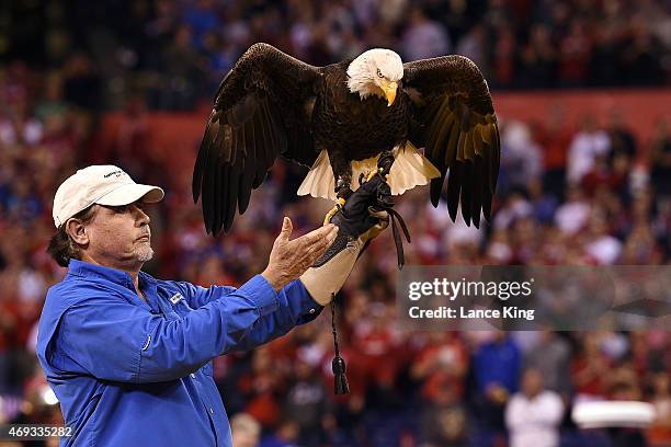 Challenger the bald eagle returns to its caretaker before the start of the game between the Wisconsin Badgers and the Duke Blue Devils during the...