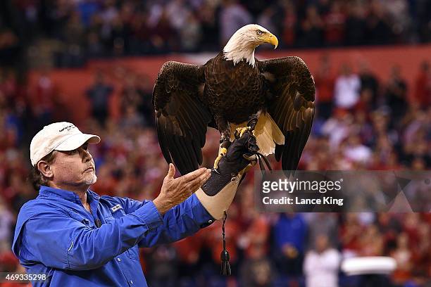 Challenger the bald eagle returns to its caretaker before the start of the game between the Wisconsin Badgers and the Duke Blue Devils during the...